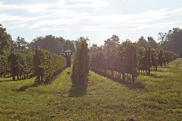 Bepi Tosolini - Grappa I Legni Rovere